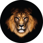 Lions Stare Custom Tyre Cover
