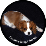 Cavalier King Charles Tyre Cover