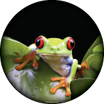 Frog on my Cover