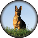 German Shepherd