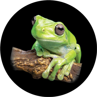 Green Tree Frog