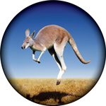 Kangaroo