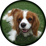 Cavalier King Charles